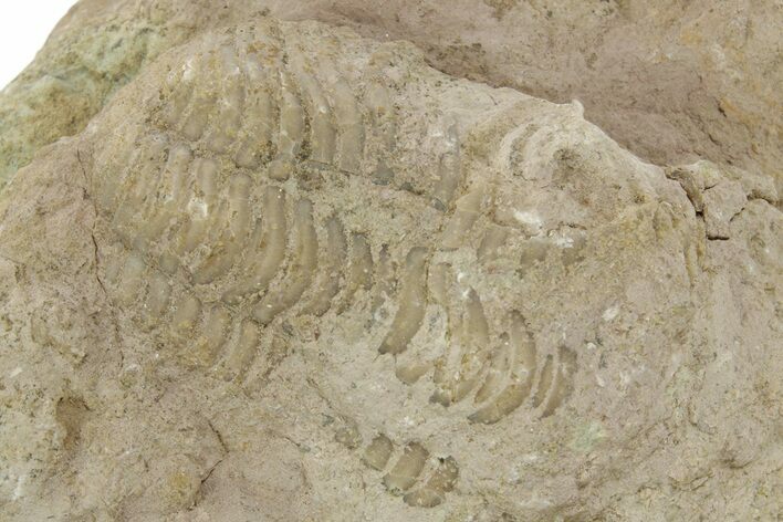 Bargain, Long Pliomera Fischeri Trilobite - Russia #363100